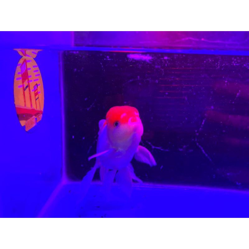 Mas Koki Oranda Rosetail