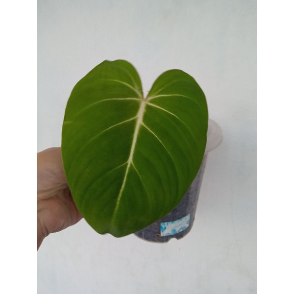 philodendron gloriosum 1 daun