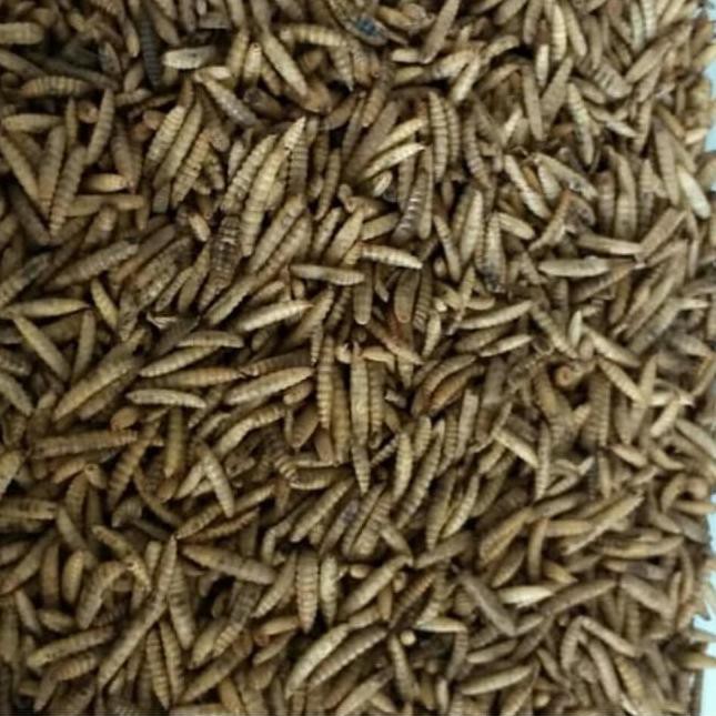 

MAGGOT KERING 1 KG LARVA BSF PAKAN IKAN LOUHAN ARWANA LELE BURUNG SG