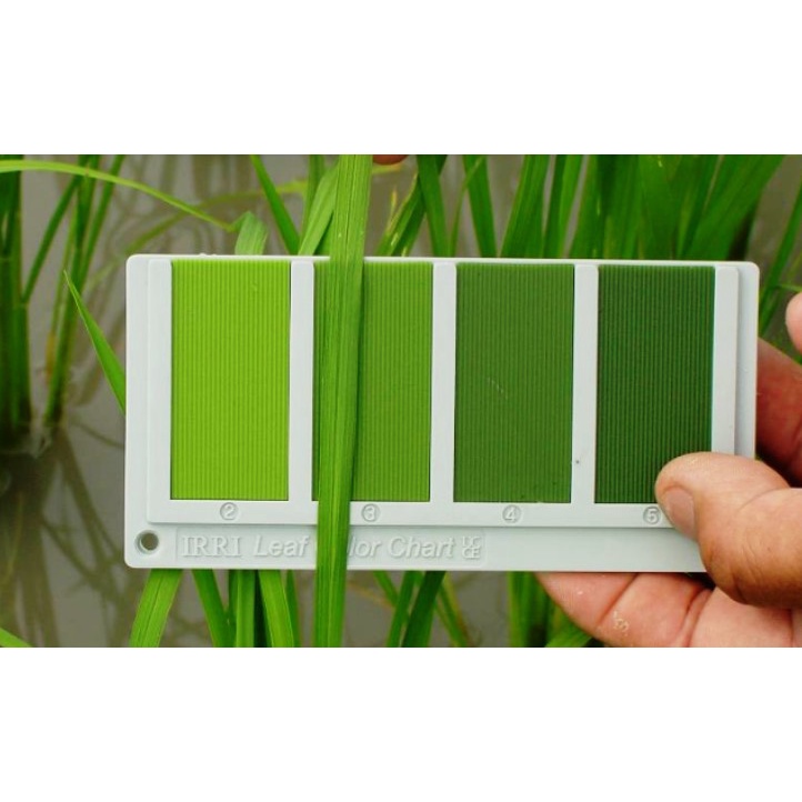 Terlaris Bagan Warna Daun untuk Padi