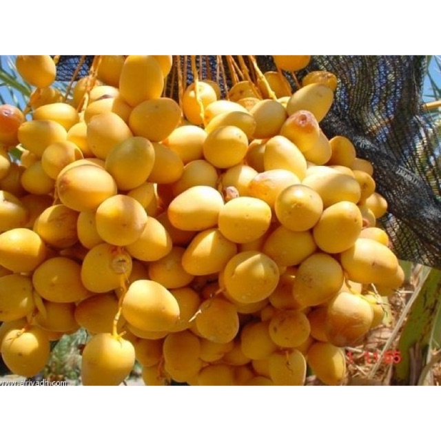 

Kurma Muda per Kg