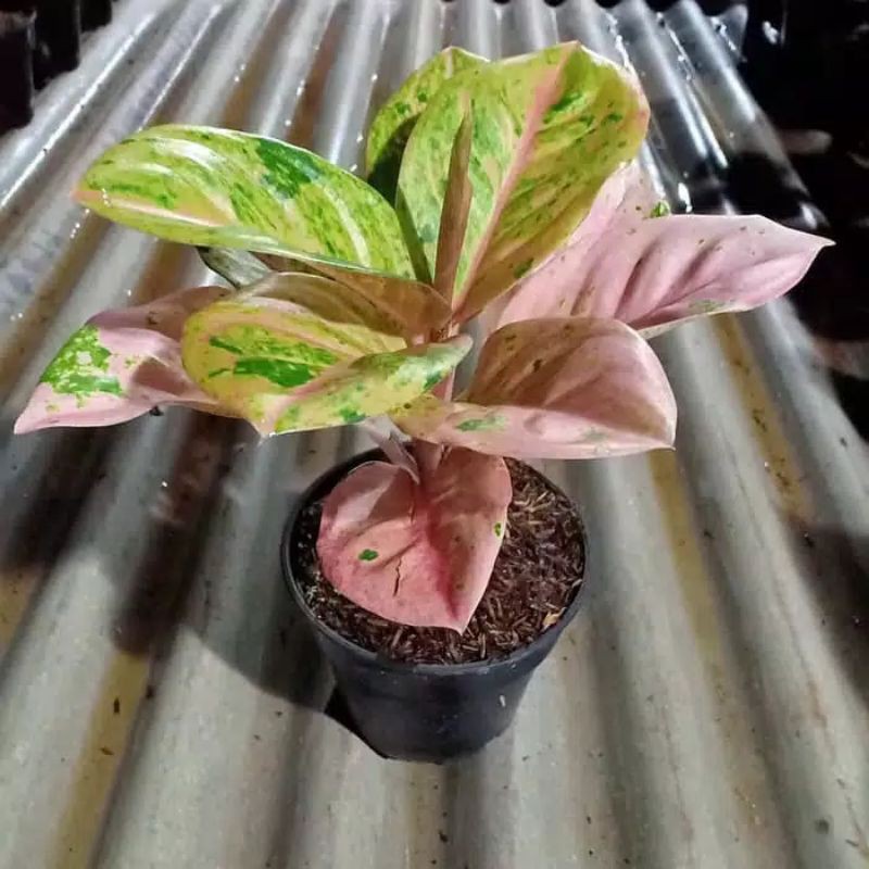 Tanaman hias aglonema emerald/bonggol aglonema emerald