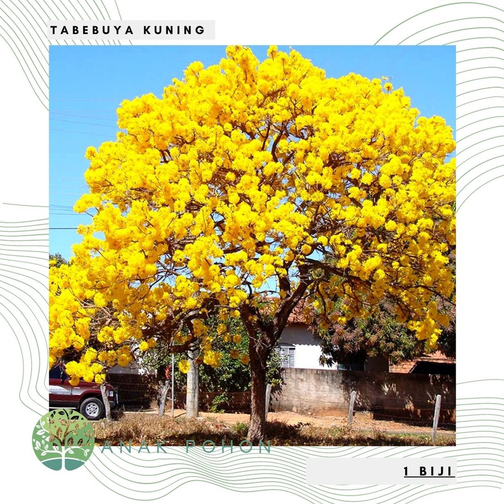 Benih Bibit Biji - Pohon Bunga Tabebuya Kuning Tabebuia aurea Yellow Sakura Indonesia Siap Tanam