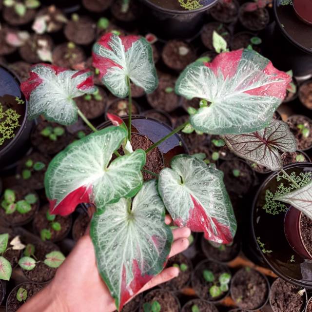 Tanama Hias Caladium Shycool Shopee Indonesia