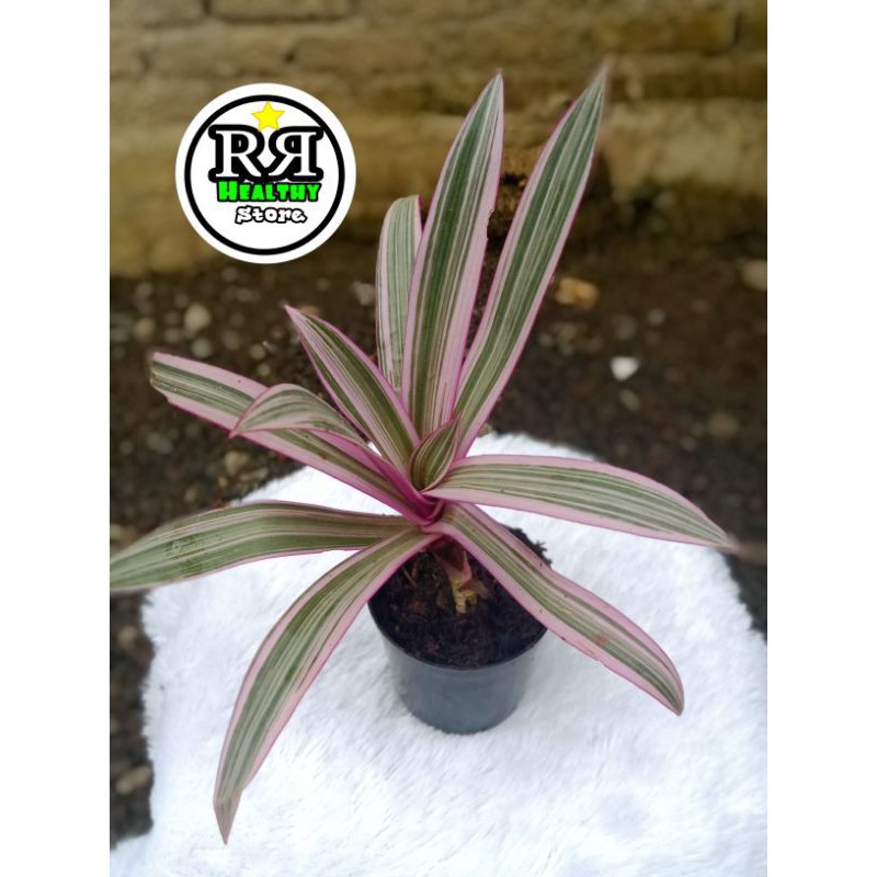 

promo tanaman hias adam hawa variegata - rhoeo discolour mugi laris