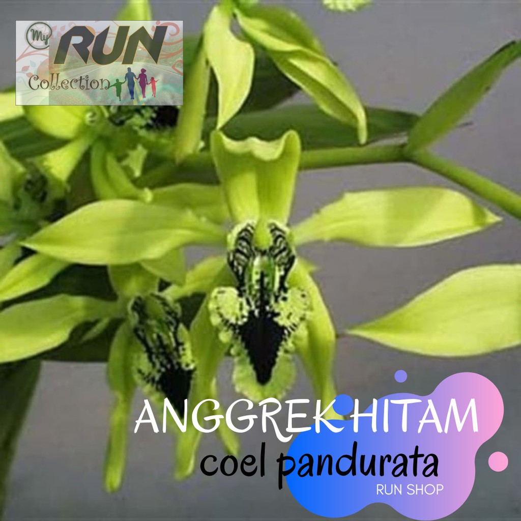 Anggrek Hitam Kalimantan Celogen Coelogen Coel Pandurata DEWASA SIAP BUNGA