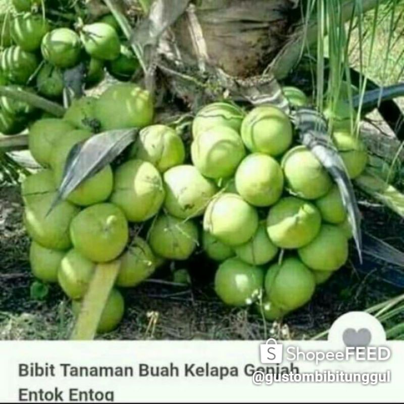Bibit kelapa Hibrida,jenis kelapa entok