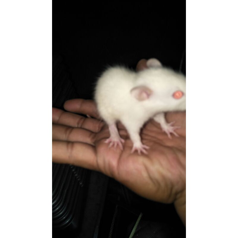 mainan Tikus putih rat ukuran sapih