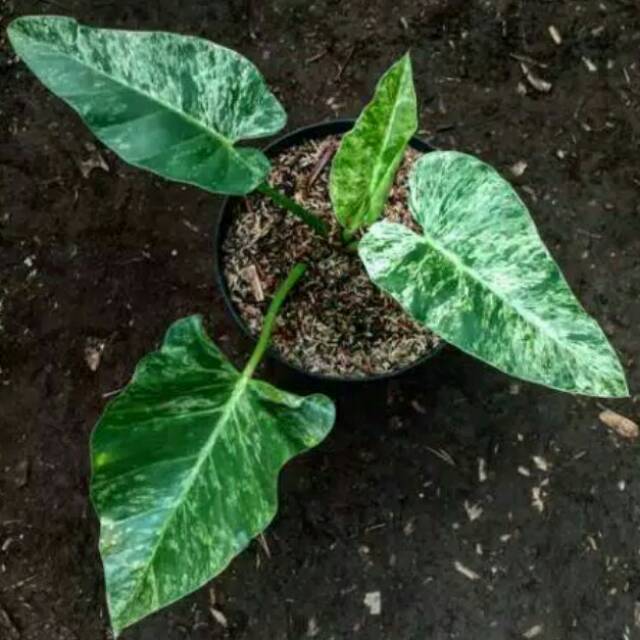 Philodendron marble varigata