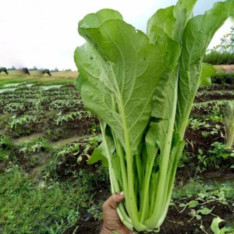 Paket 4 Jenis Benih Sayuran Daun Daunan Mudah Tumbuh Paket Hemat Sayuran