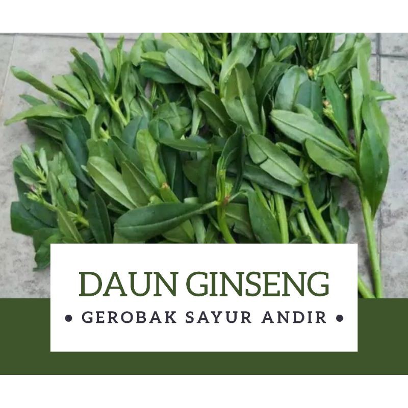 

Daun Ginseng /250gr