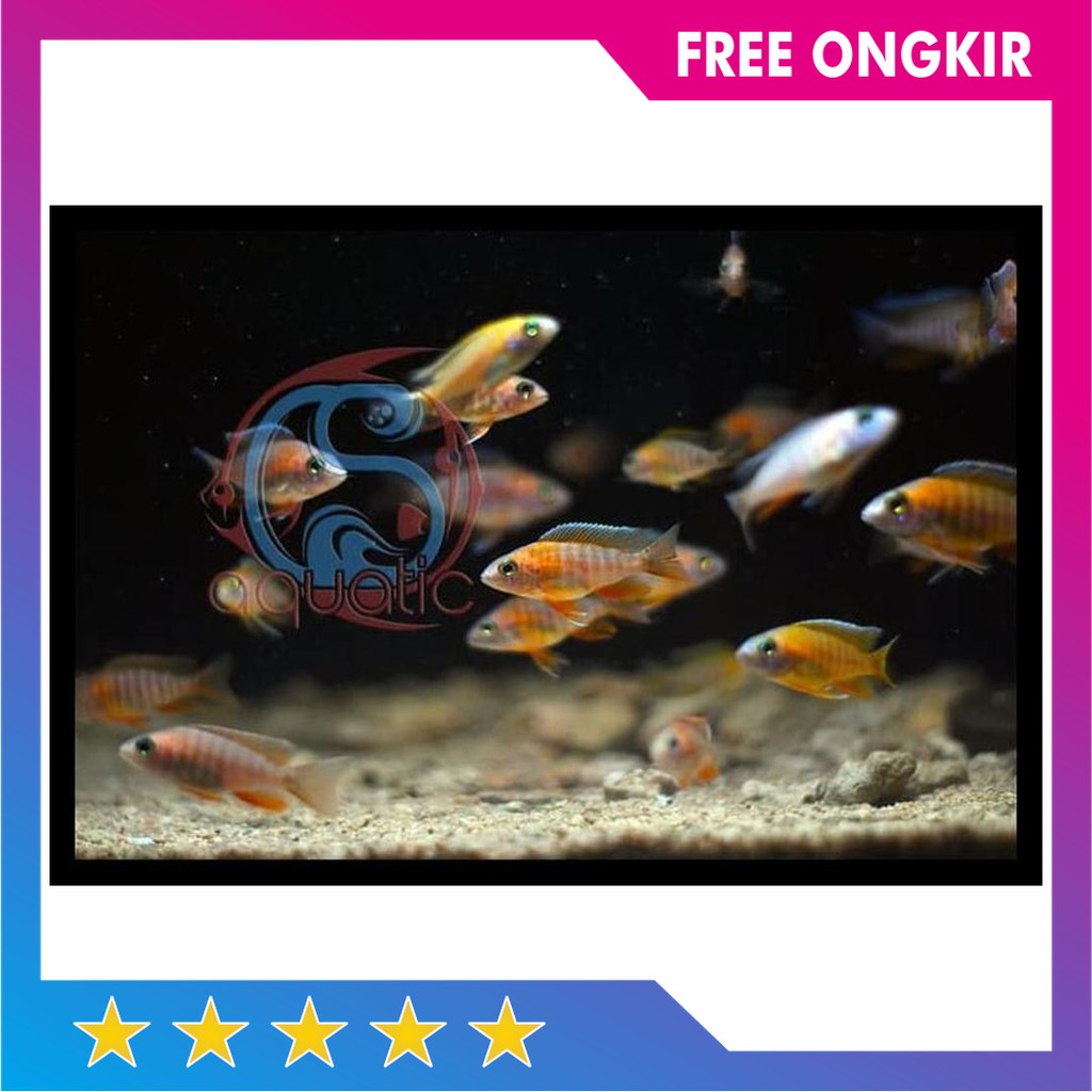 Dijual Harga Diskon Aulonocara Jacobfreibergi Eureka Red Cichlid