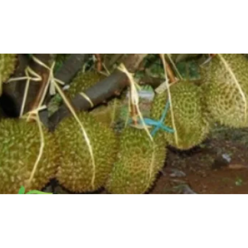 Bibit Durian Super Tembaga