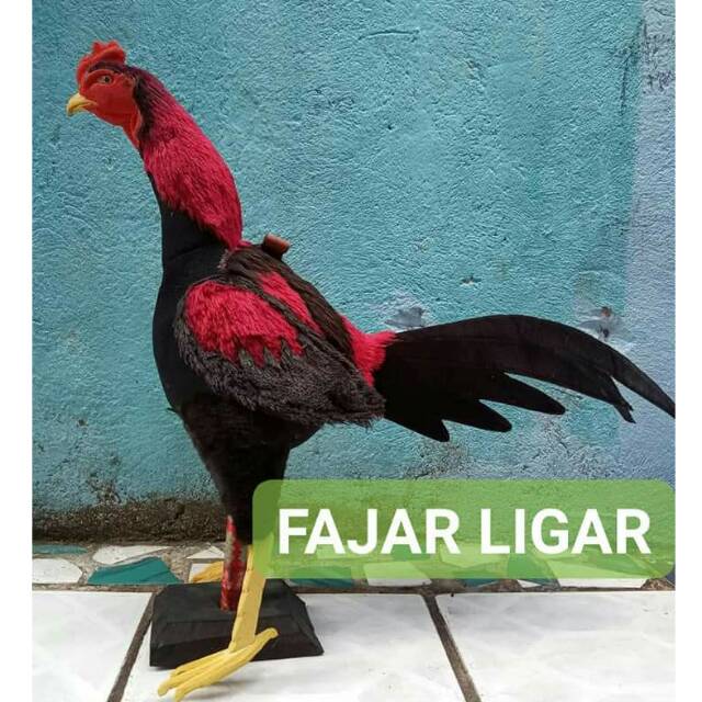 81 Gambar Binatang Lucu Ayam Adu HD Terbaru