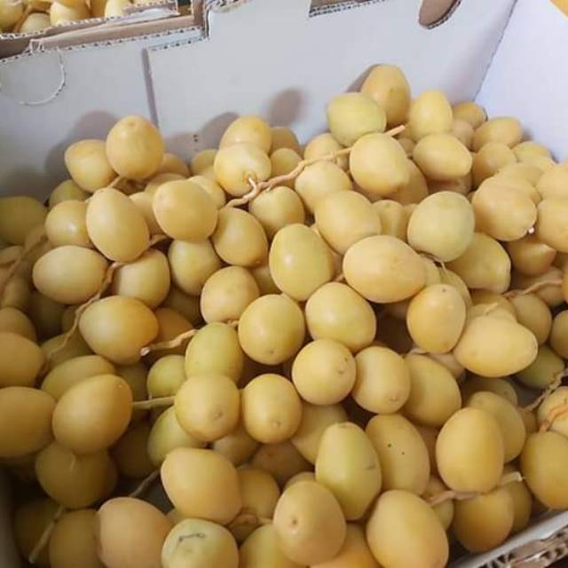

Kurma muda barhee kuning
