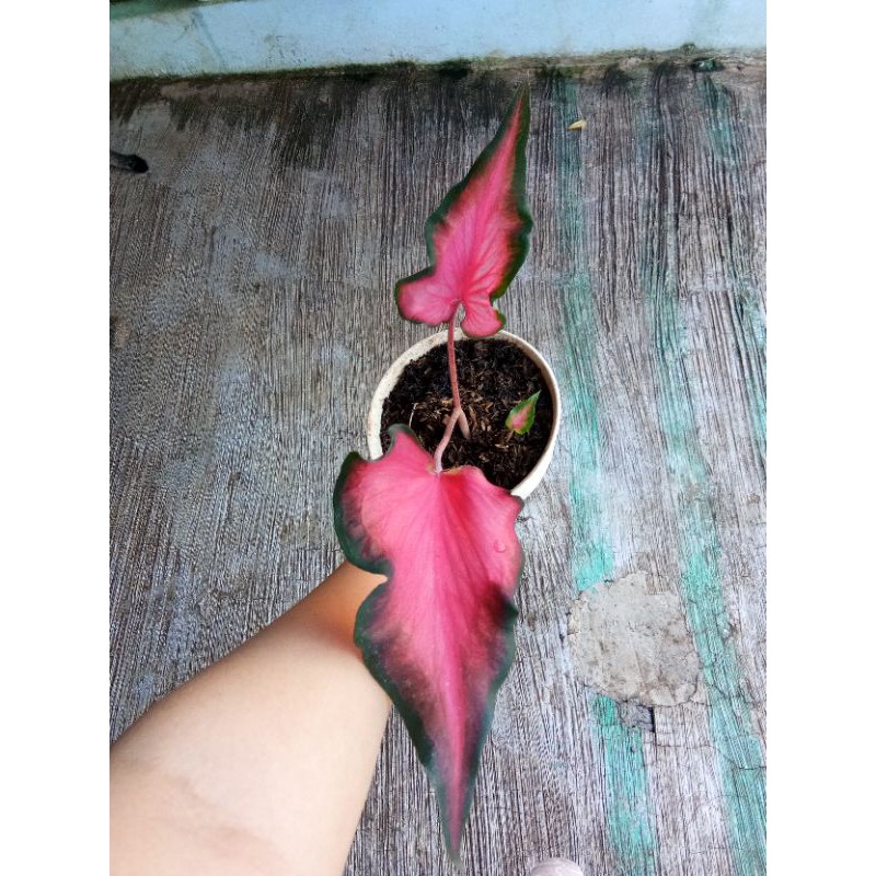 Keladi Keris / keladi keris merah