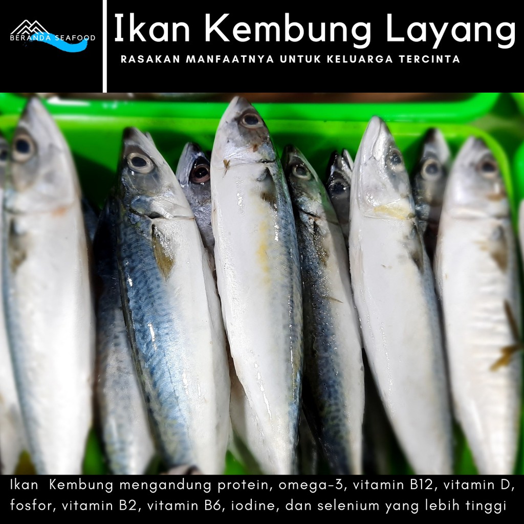 

Ikan Kembung Layang (kualitas super premium)