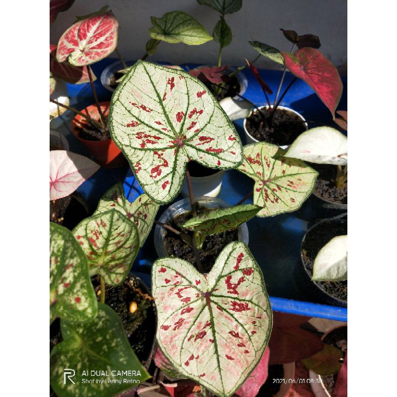 Keladi/Caladium Hybrid Thailand Strawberry Star / guava
