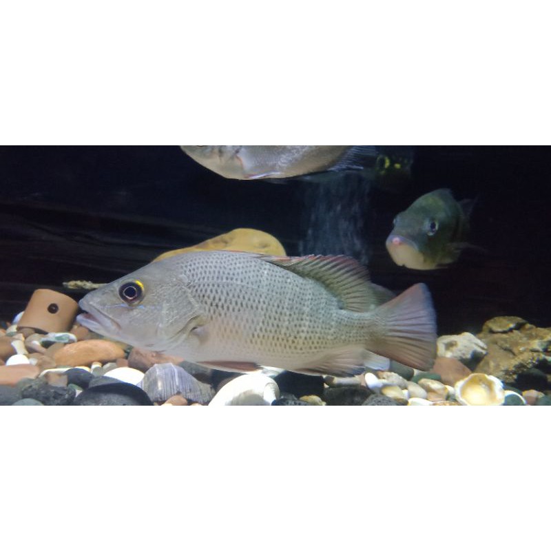 

ikan mangrovejack, harga 40rb/ekor