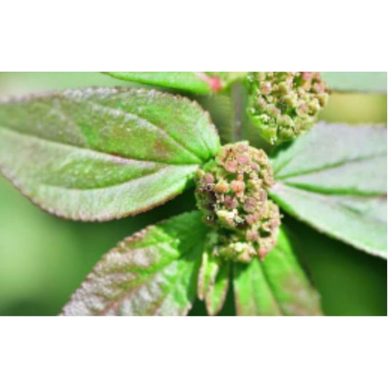 

patikan kebo tersedia kering maupun segar silahkan diorder