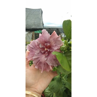 Tanaman Kembang Sepatu Hibiscus Beauty Purple import
