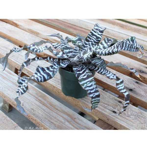 Tanaman Hias Daun Cryptanthus Tokek Putih