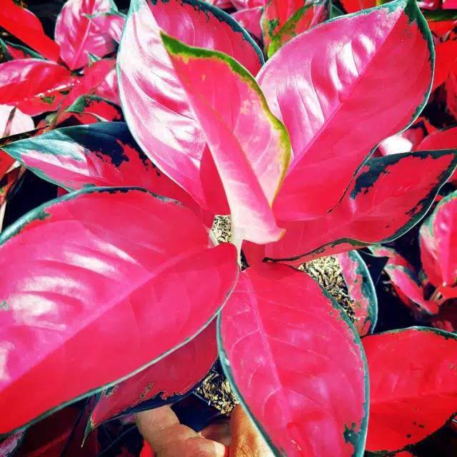 Tanaman hiaa pohon Aglonema Suksom Jaipong