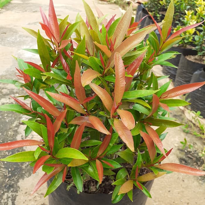 

Pucuk merah