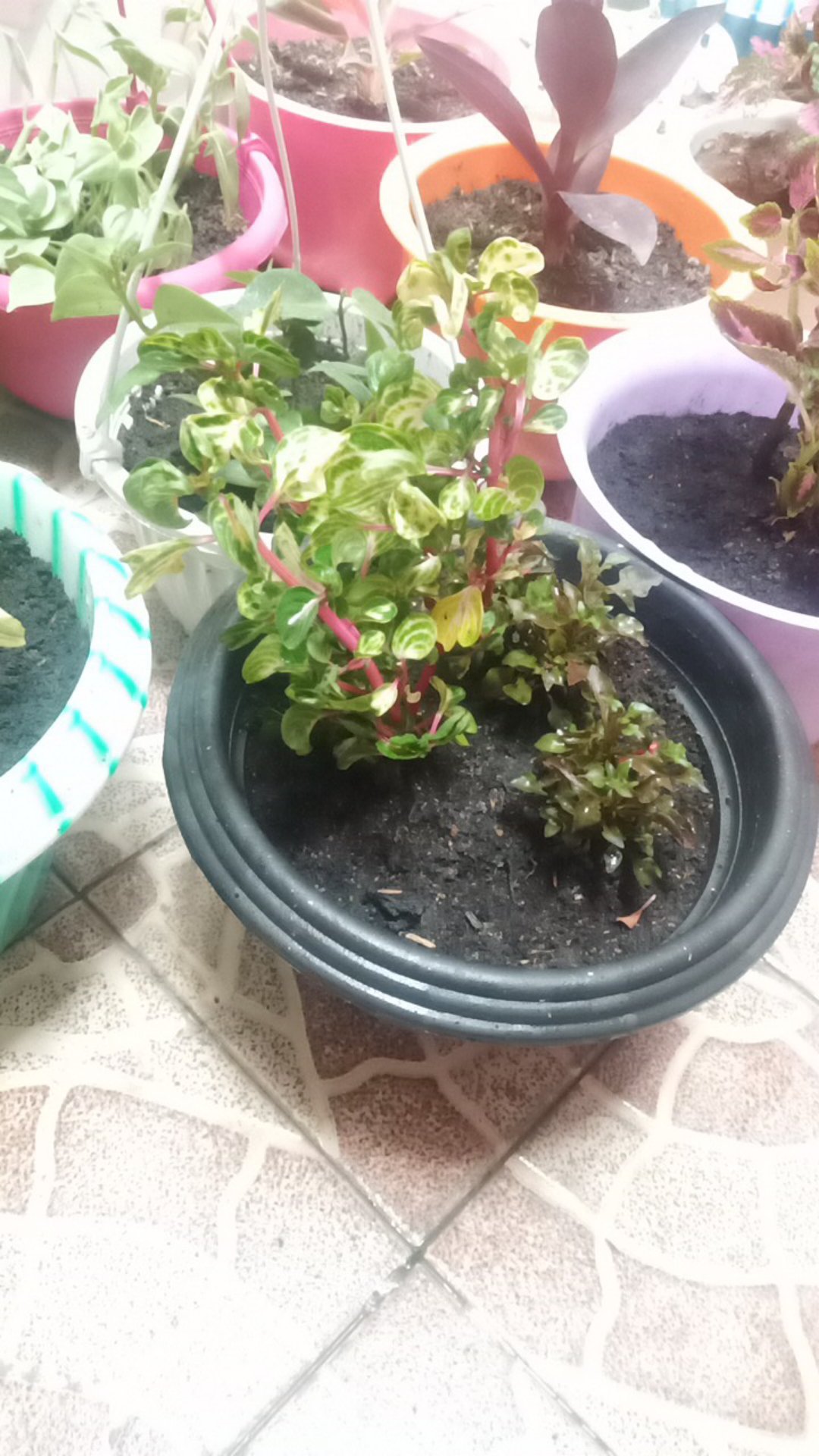 Tanaman Miana/ingler Daun Kecil / 1pcs / 150gram