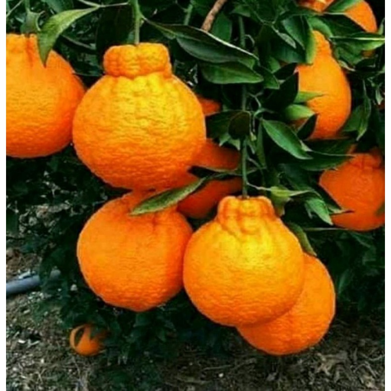 bibit jeruk dekopon super jumbo