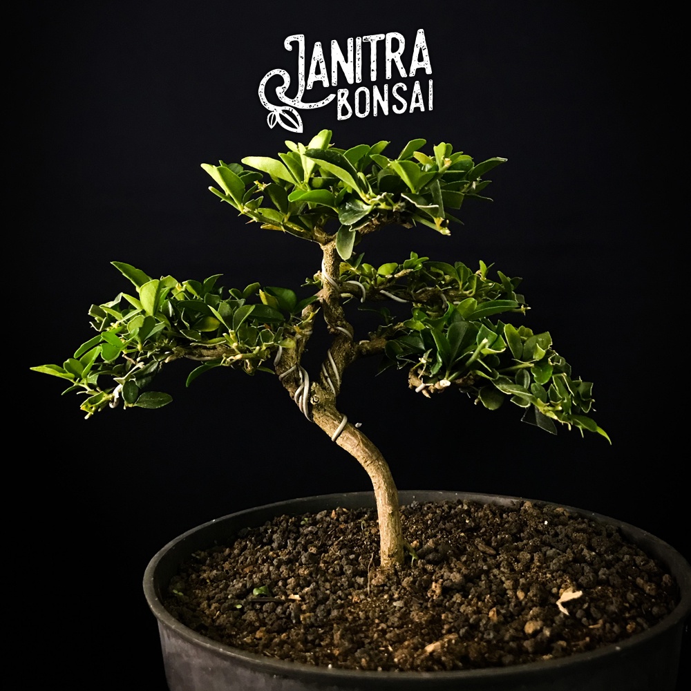 Bonsai jeruk kingkit jadi siap pajang