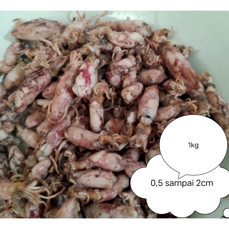 

Cumi asin beby/baby cumi 0,5 sampai 2cm/cumi asin rebus