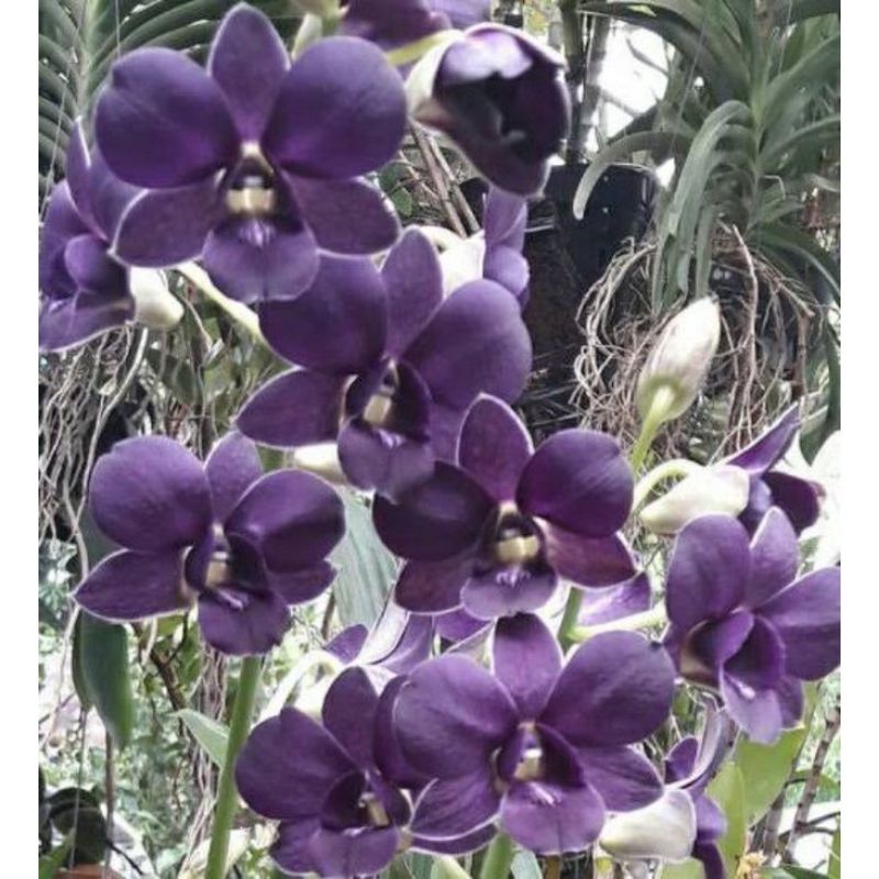 TANAMAN HIAS ANGGREK DENDROBIUM//PURPLE