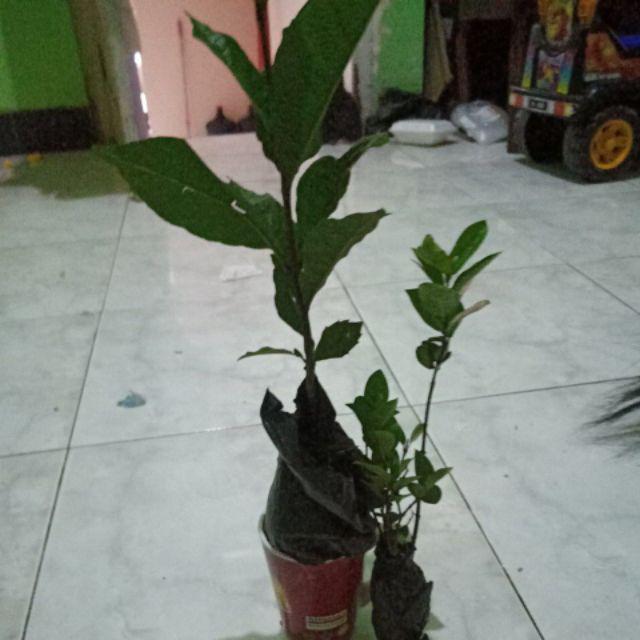 Tanaman Hias Melati Yasmin - Melati Yasmine - Melati Jasmine - Bunga Melati - Melati Jasmin