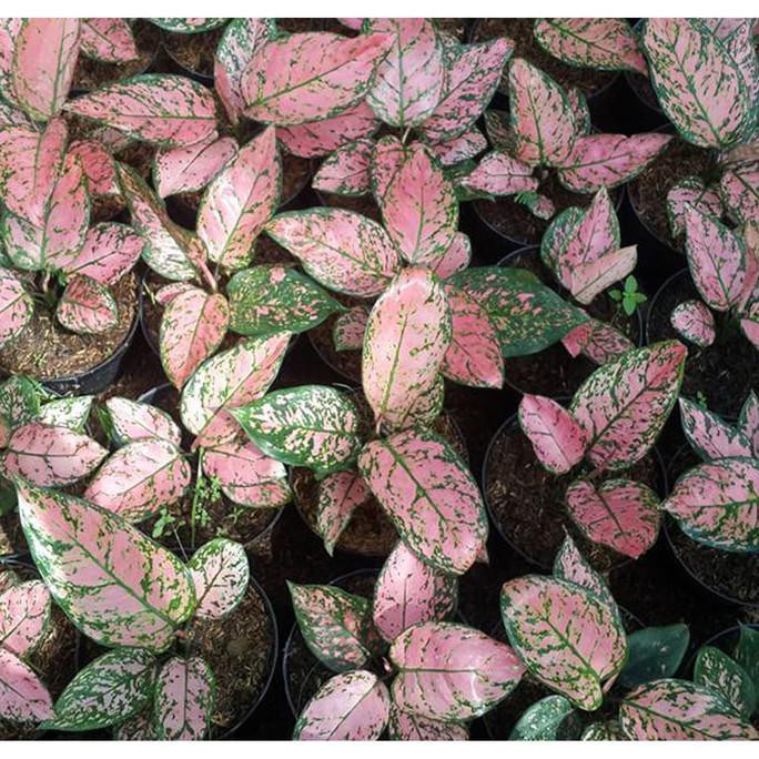 Aglonema Lady Valentine - Pohon Aglonema Valentine - Tanaman Aglonema