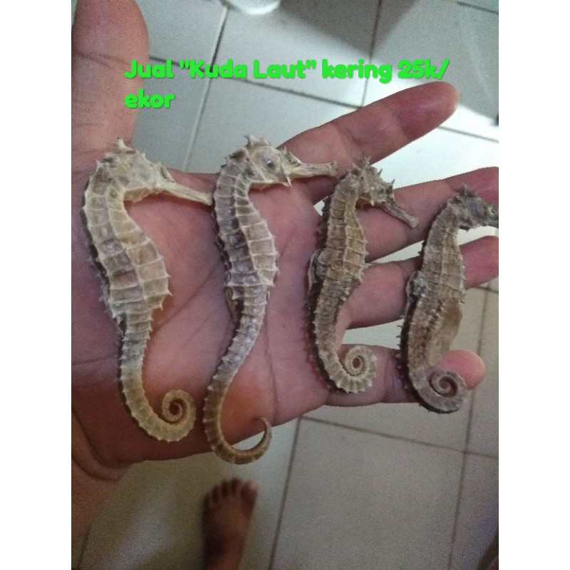 

Kuda Laut Kering