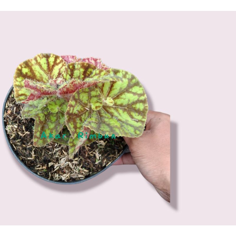 tanaman begonia keong madu