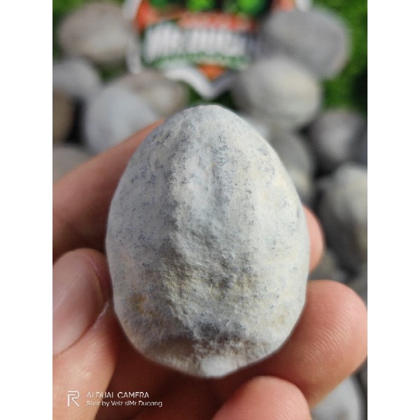 MUNCANG ADU JAWA ORI PEDANG CITRA