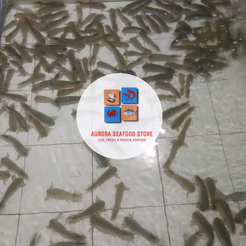 Udang Ronggeng Hidup