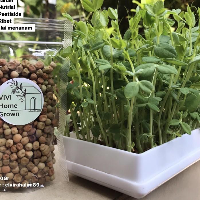 

T56✧ Benih Biji Kacang Kapri 100gr Snow Peas Tomiau PeaShoots Pea Shoots Taomiao Microgreen Paling B