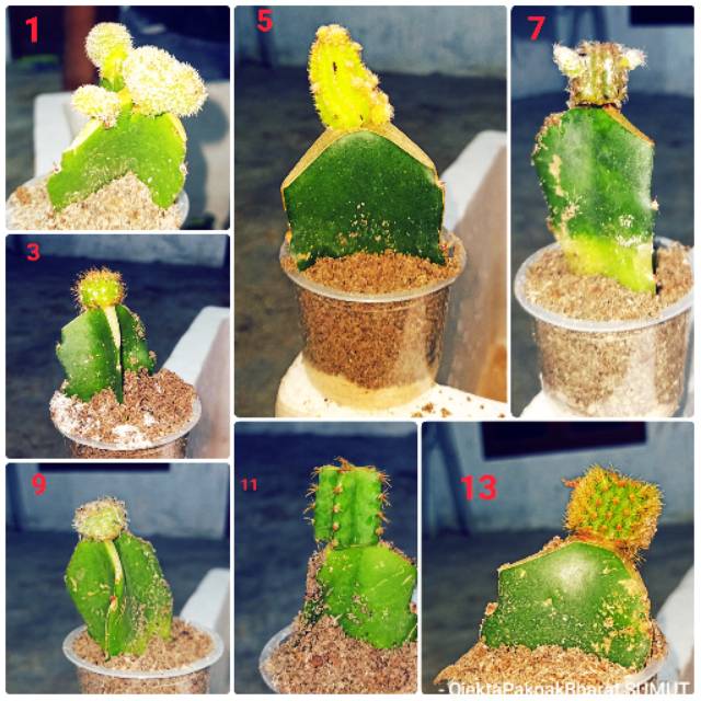 Kaktus Sukulen Bibit Tanaman Hias