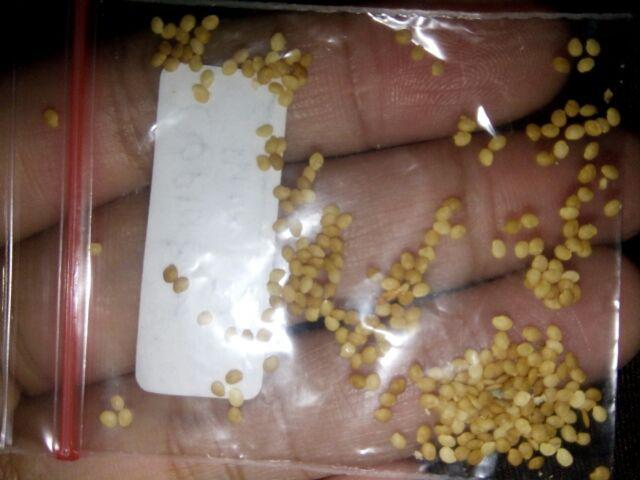 Paket Hemat Bibit Benih Biji Tanaman Ceplukan Ciplukan 300butir Gratis Polybag