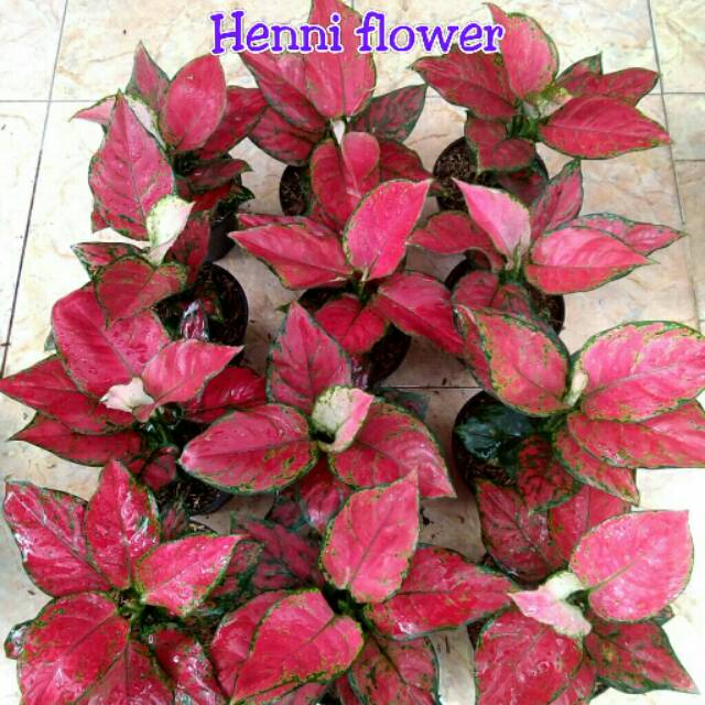 Aglonema Red anjamani jumbo