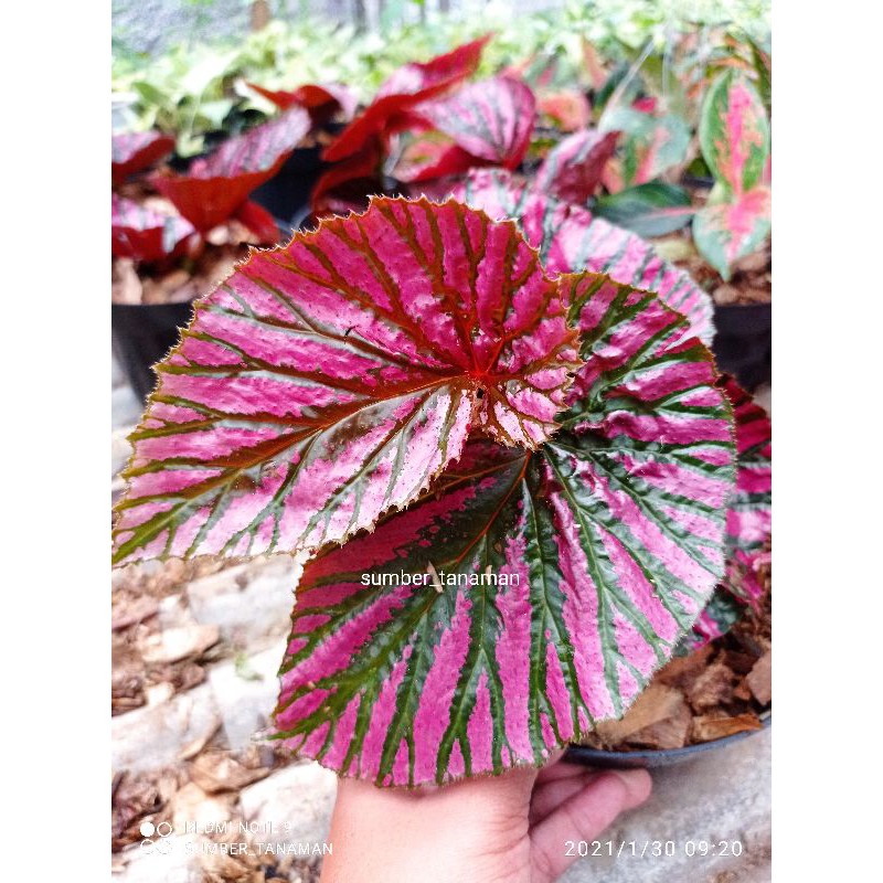 Tanaman hias begonia rex walet / begonia brevirimosa