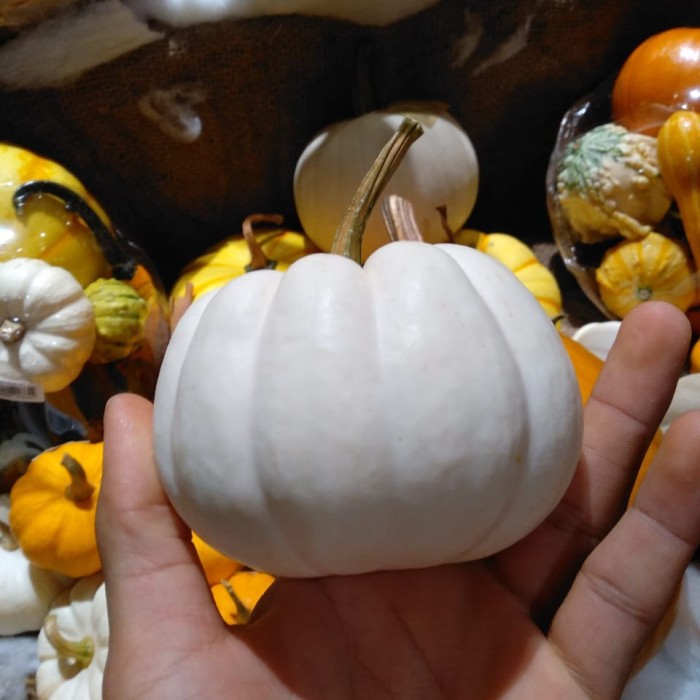 

labu halloween pumpkin midi white pcs