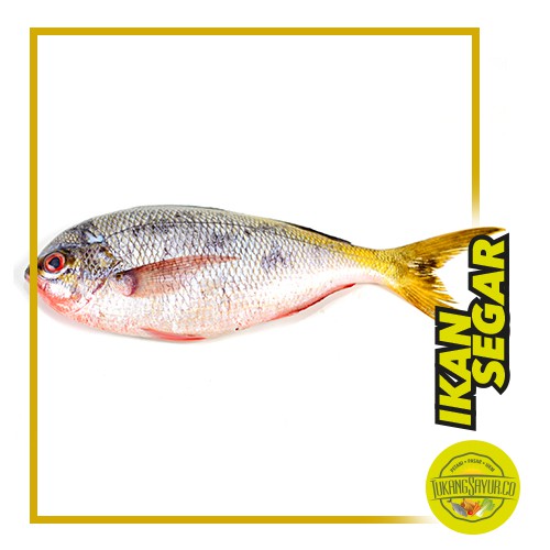 

Ikan Ekor Kuning - 500 gr