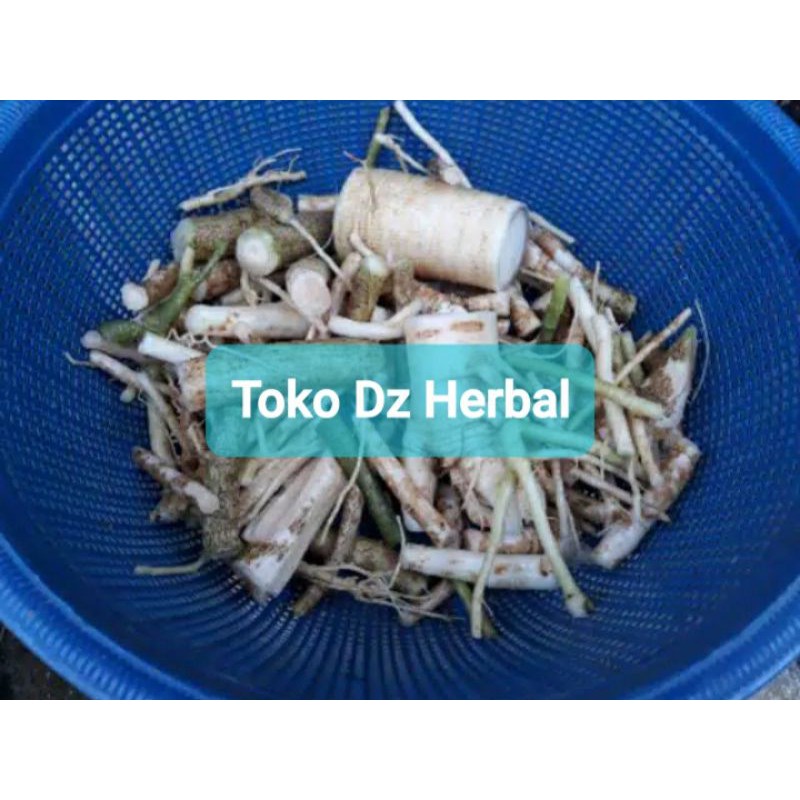 

Paket 500 gram akar pohon pepaya segar fresh-az