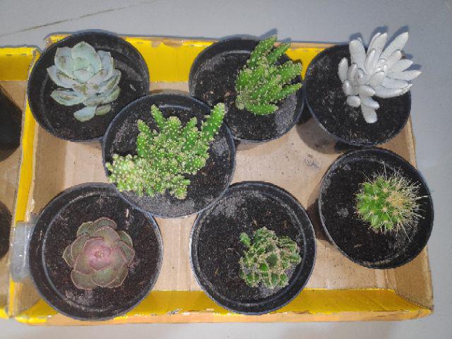 Tanaman Kaktus Hias Cactus Golden Barrel Barel