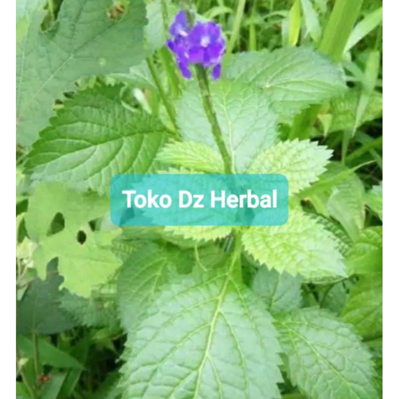 

Paket 500 gram daun pecut kuda daun jarong segar-az