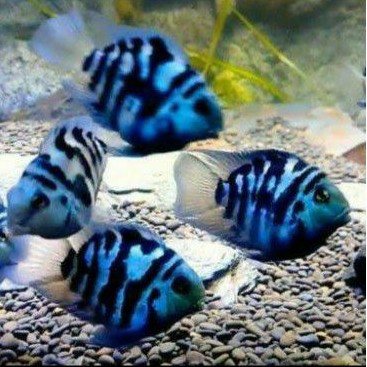 Polar Blue Panda Parrot Convict Cichlid